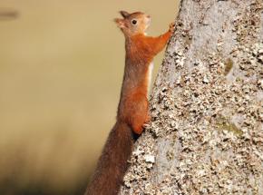 Red Squirrels  (© Drew Wilson, 2017)