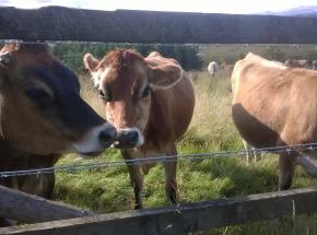 Jersey Cows at Cauldhame ( © Bev Wilson, 2017)