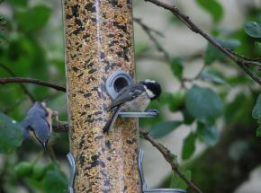 Birdlife at feeders on the Estate    (© Drew Wilson, 2017)