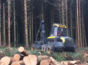 Forestry at Kippendavie & Cauldhame Estates