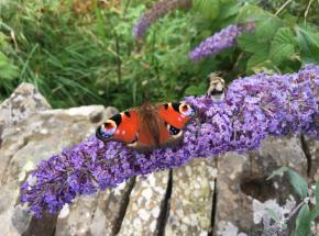 Butterflies in a conservation habitat.