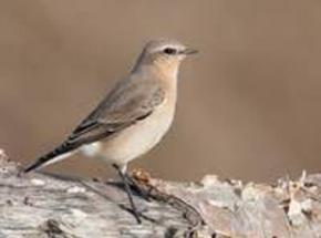 Wheatear