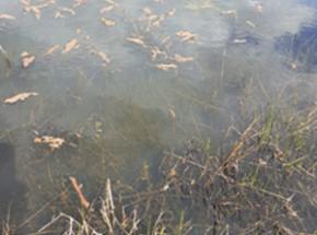 Wildlife Pond near Lade Path