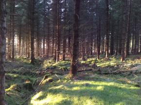 Woodland walks through the Estate on the outskirts of Dunblane