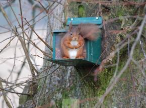 Red Squirrels on our Estate near Dunblane  ( © Drew Wilson, 2017)