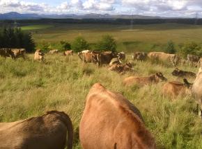 Jersey cows on the Estate, owned and managed by our contract farming tenant  ( © Bev Wilson, 2017)