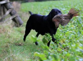 The Pheasant Shoot