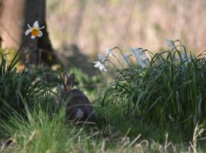 Rabbit in the daffys