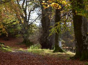 Autumn on the Estate (© Drew Wilson, 2018)